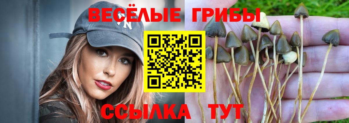 Псилоцибиновые грибы Psilocybe  Вход с VPN  Северск 